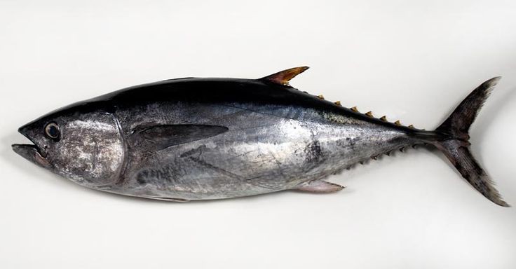 Ikan Tongkol Bersih