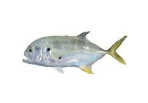 Ikan Simba Bersih