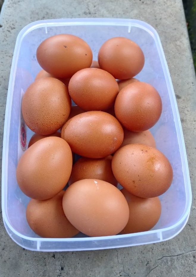 Telur Ayam