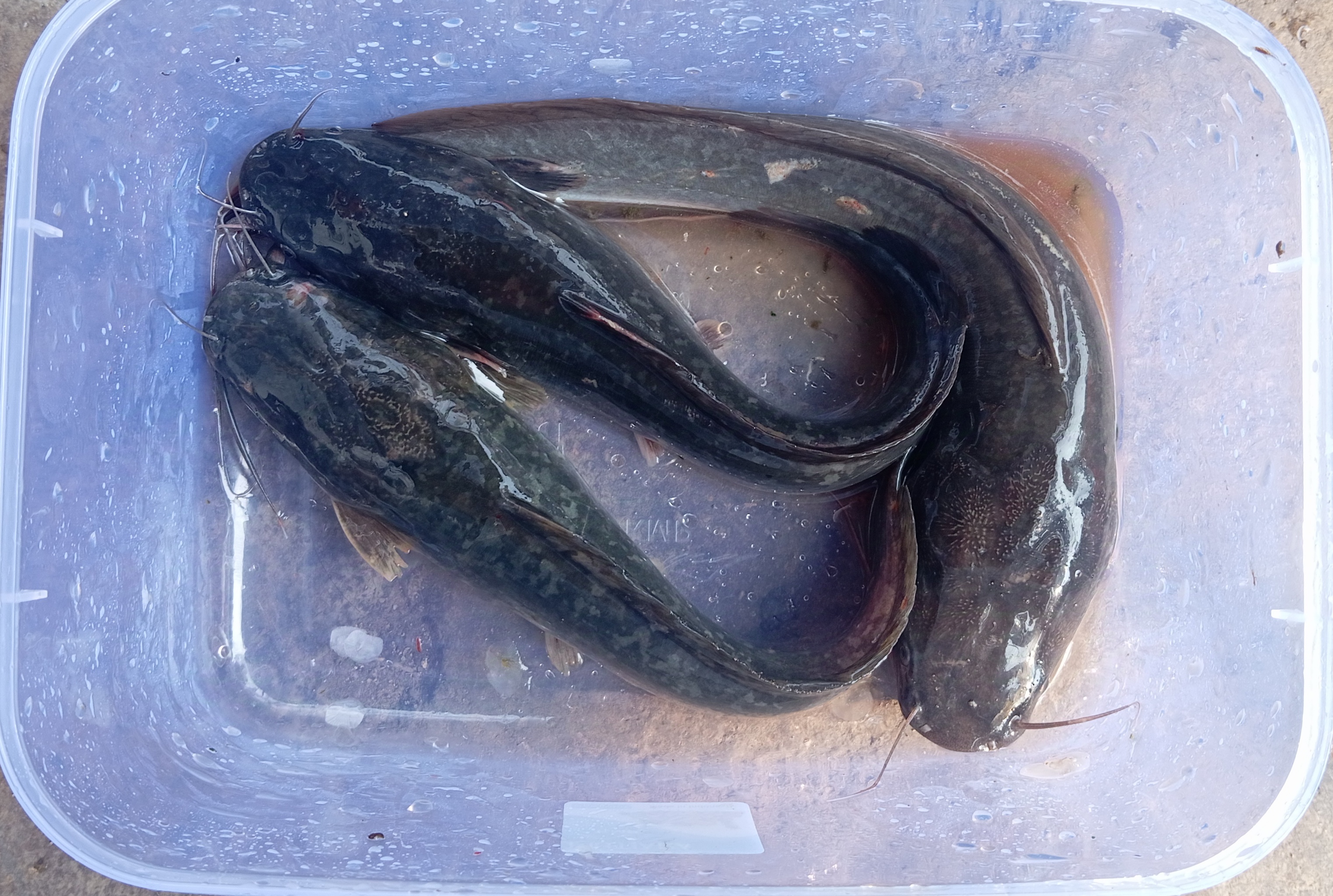 Ikan Lele bersih 
