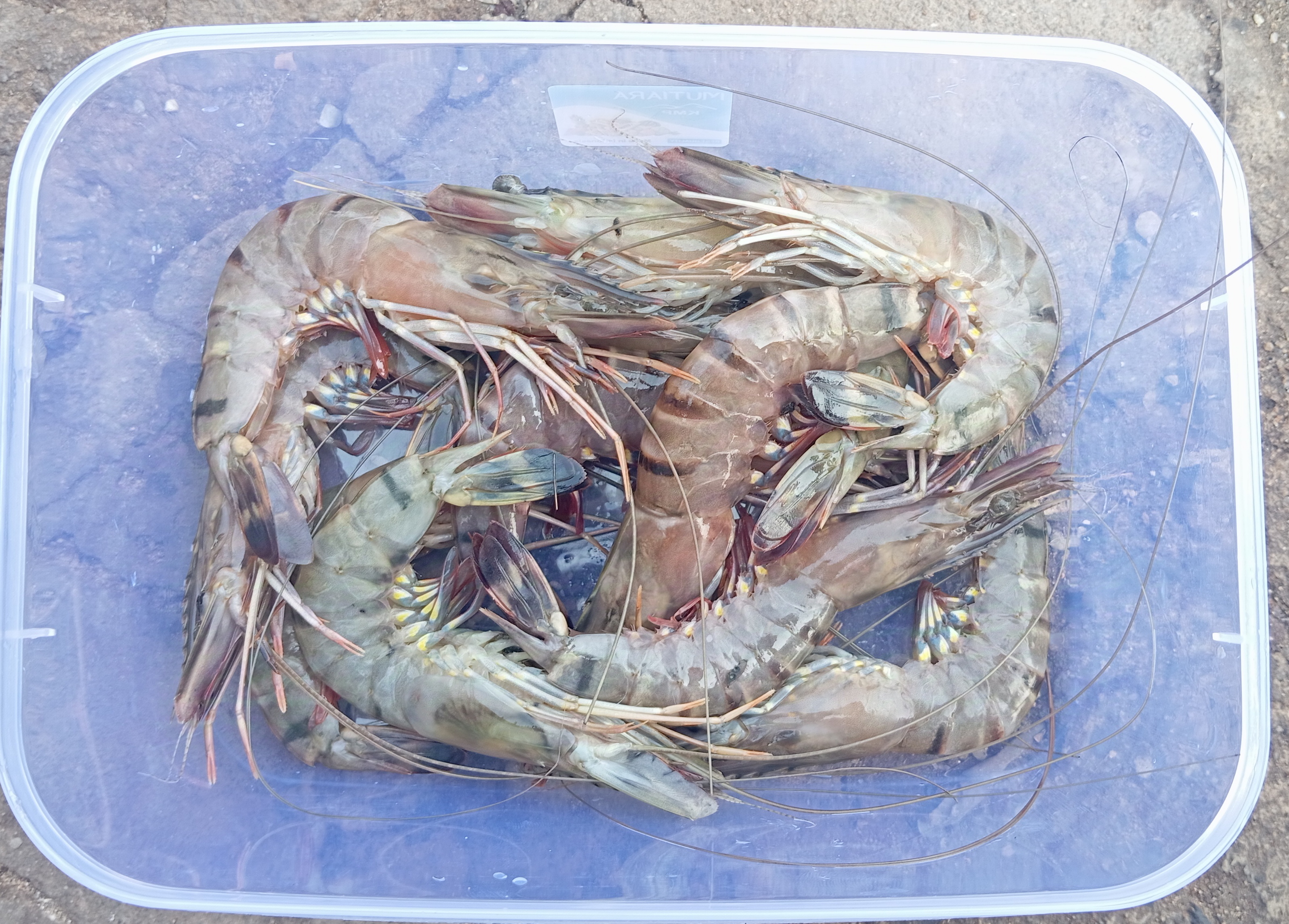 Udang Windu