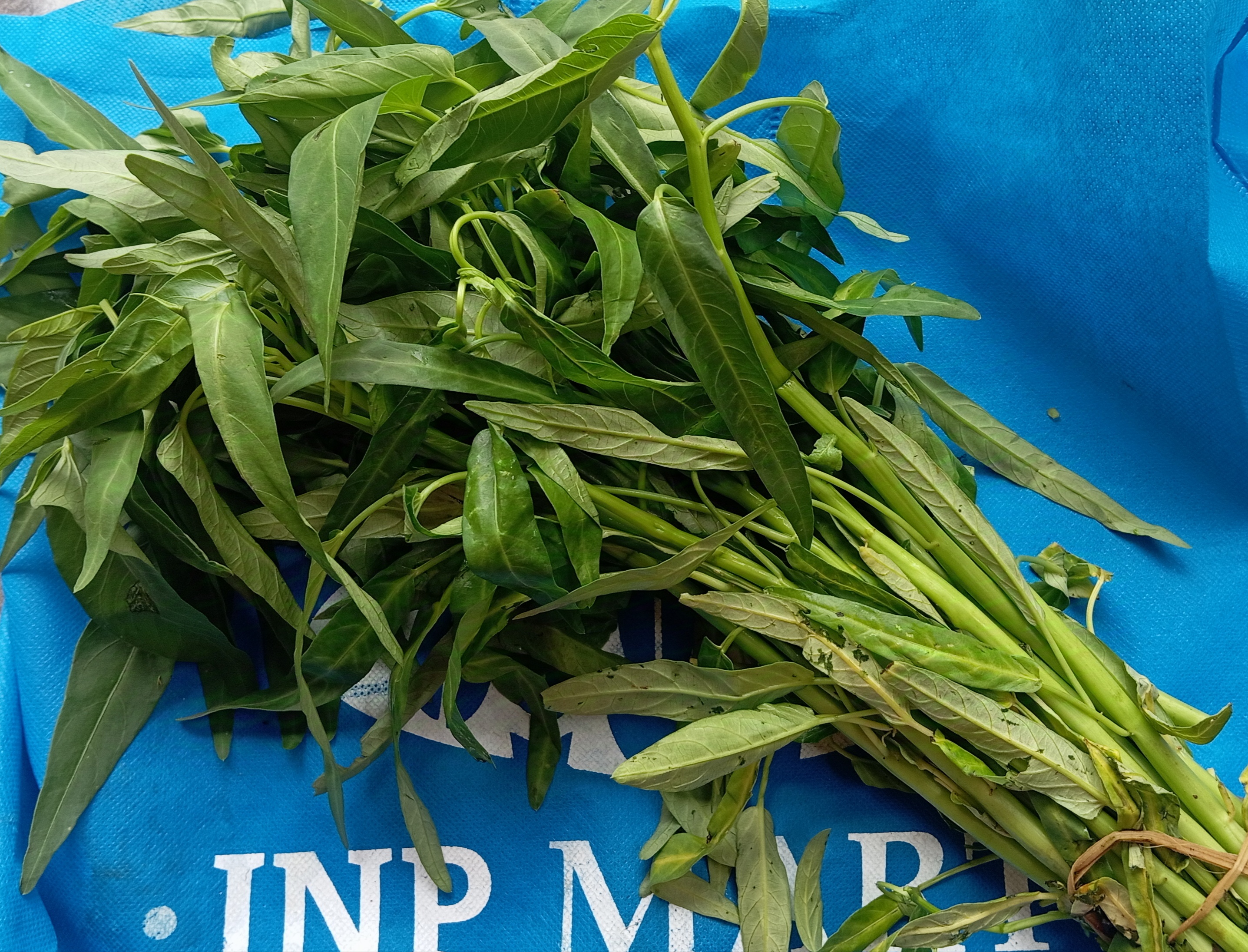 Kangkung