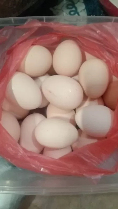 Telor ayam kampung