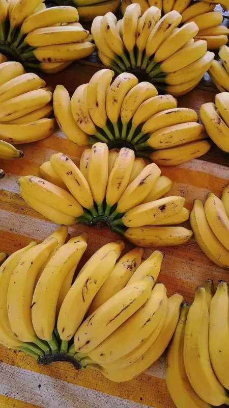 Pisang