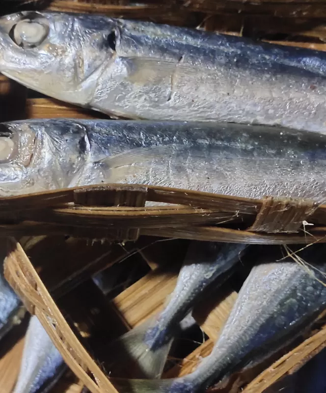 Ikan keranjang/cuek 