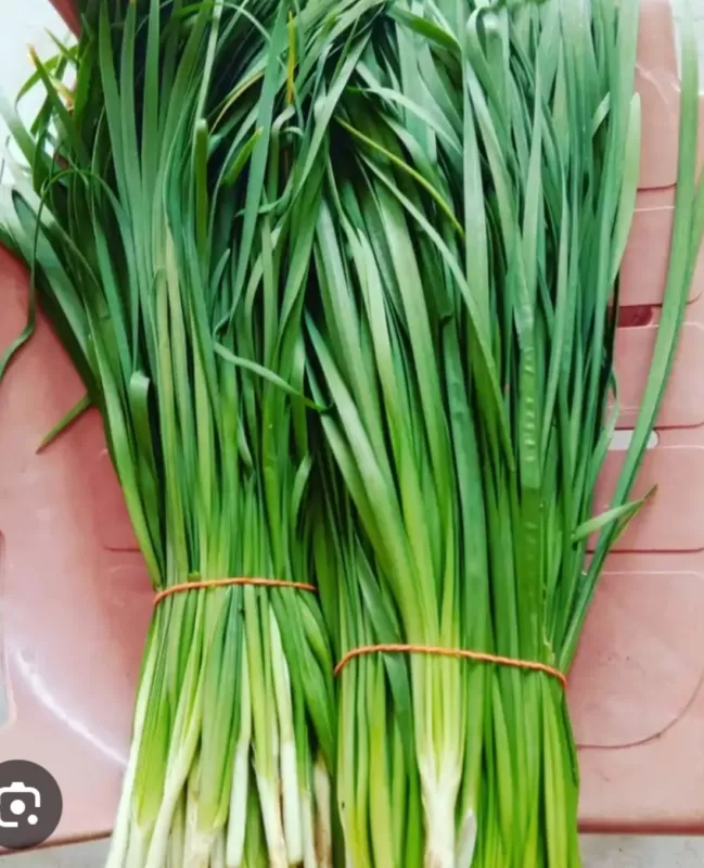 Daun kucai