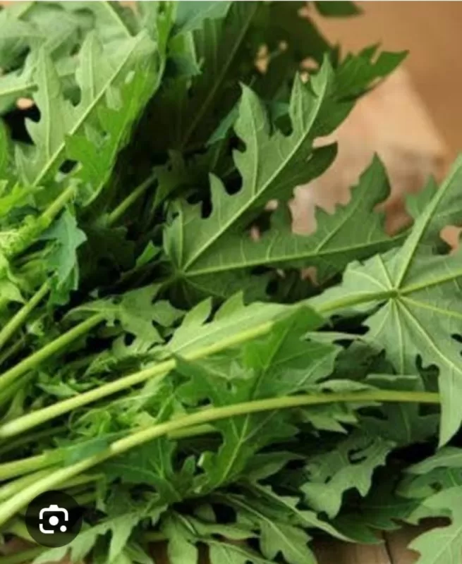 Daun pepaya 