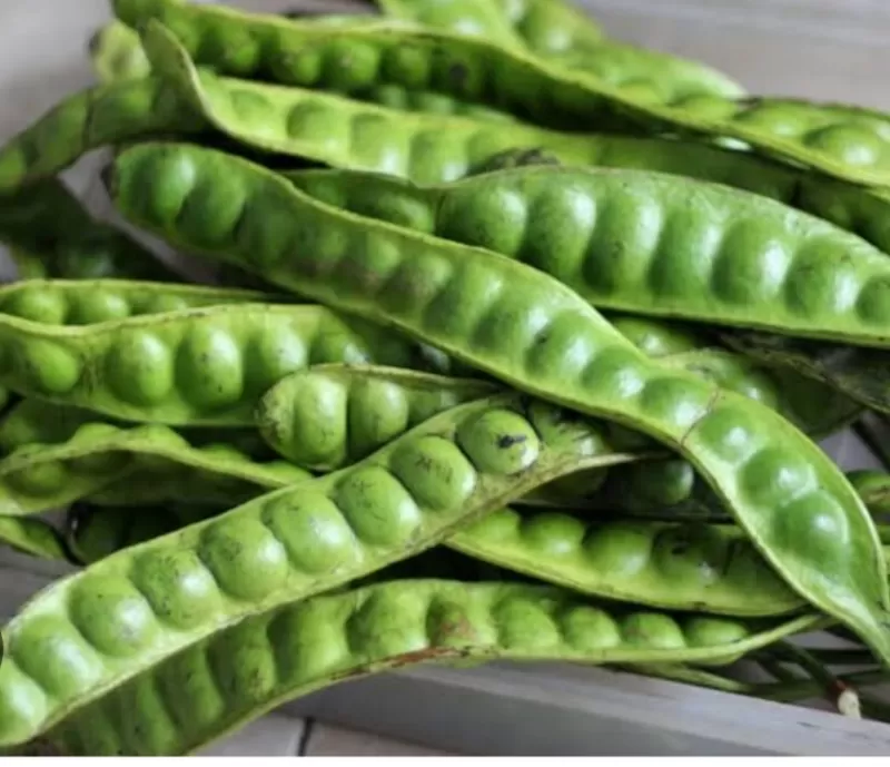 Petai