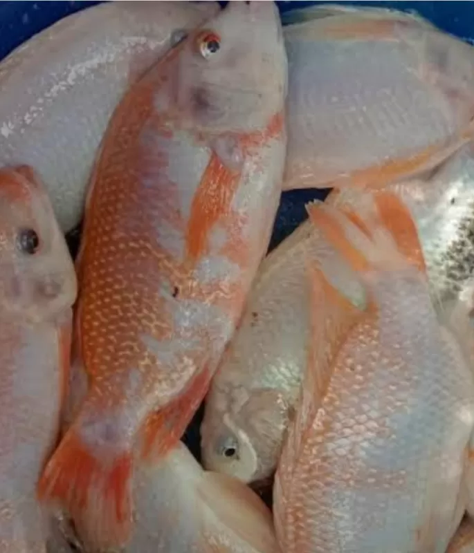 Ikan Nila 