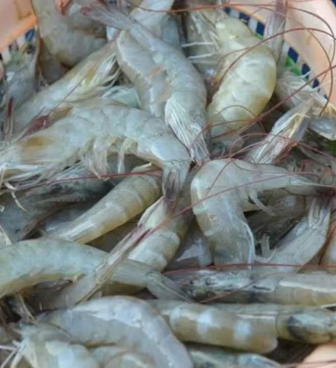 Udang
