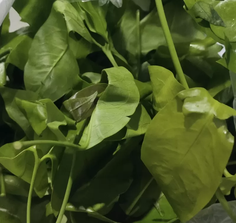 Daun melinjo
