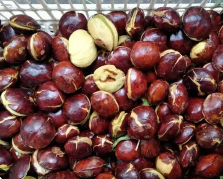 Jengkol