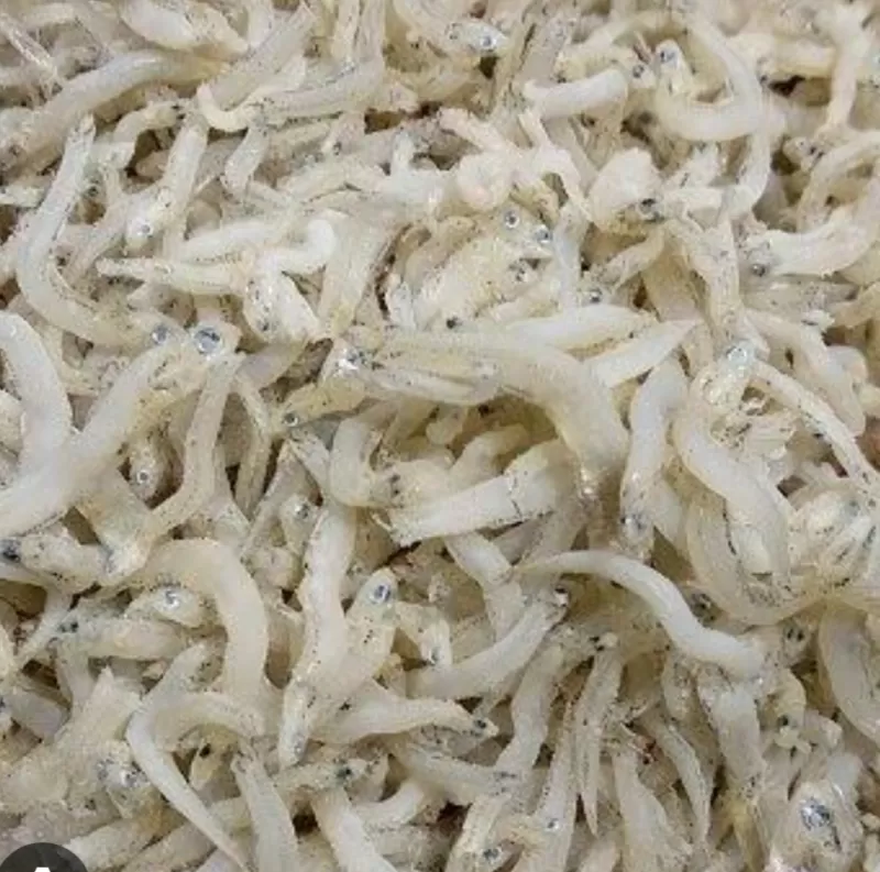 Terinasi