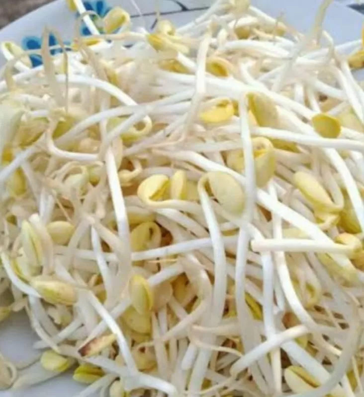 Toge kedelai
