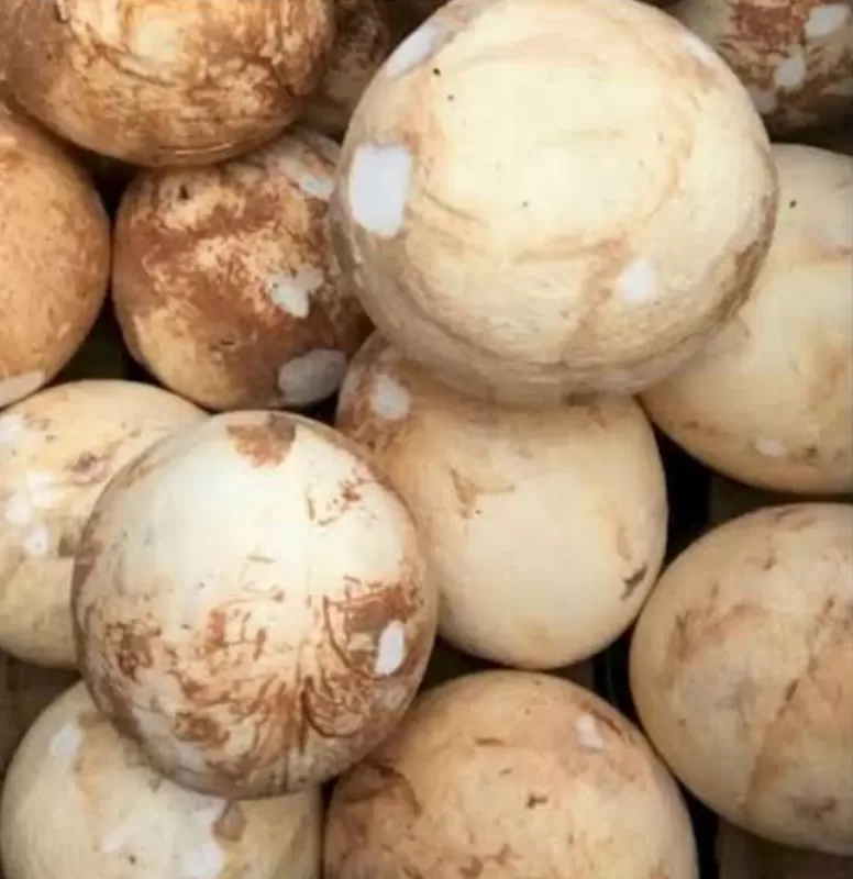 Kelapa