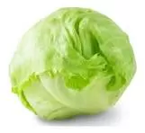 Selada icerbeg/ letttuce
