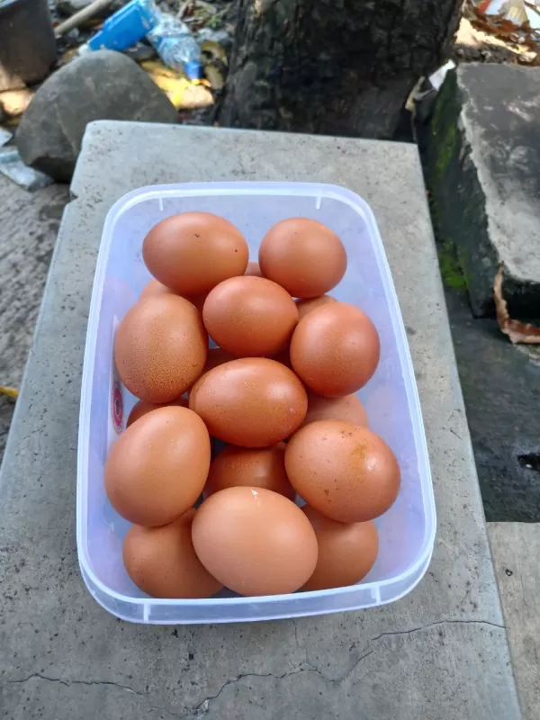 Telur