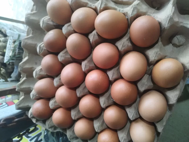 Telur omega