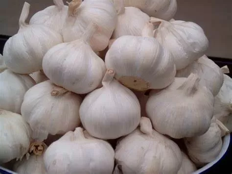 Bawang Putih