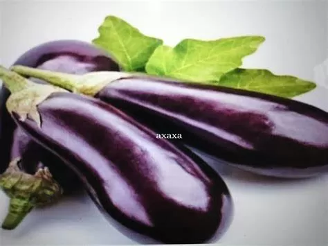 terung ungu