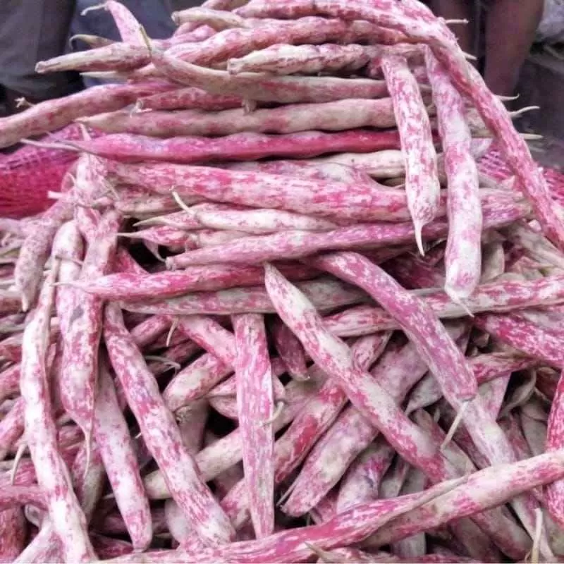 kacang merah