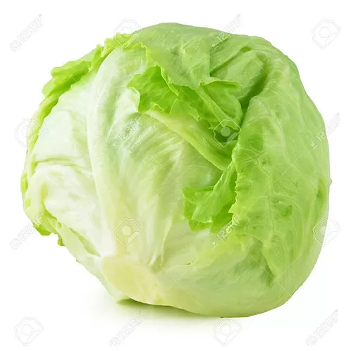lettuce head