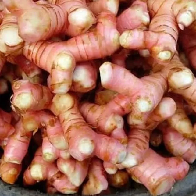 lengkuas