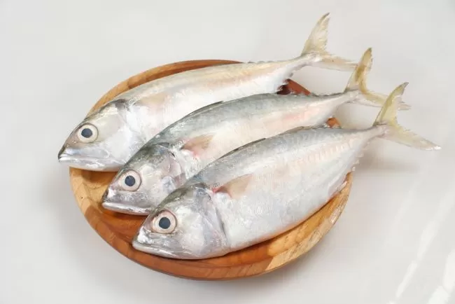 ikan kembung segar