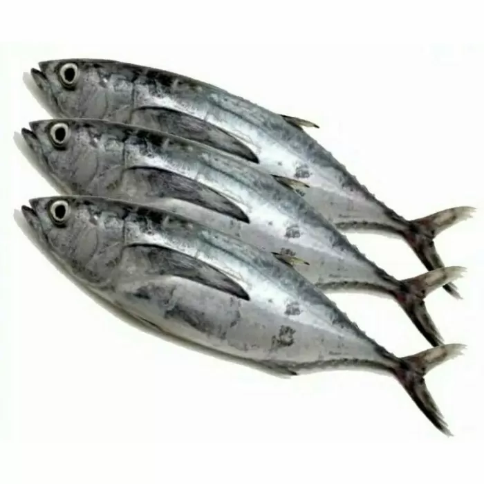 ikan tongkol