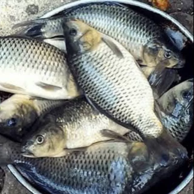 ikan mas
