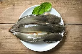 ikan lele