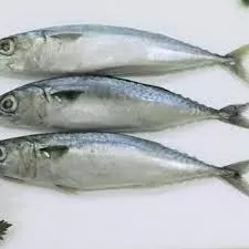 ikan salem