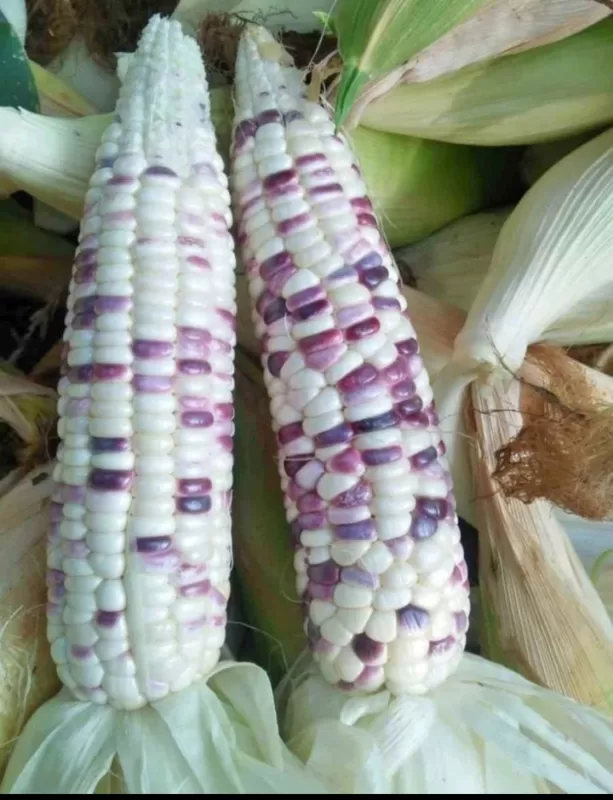 Jagung ketan batik