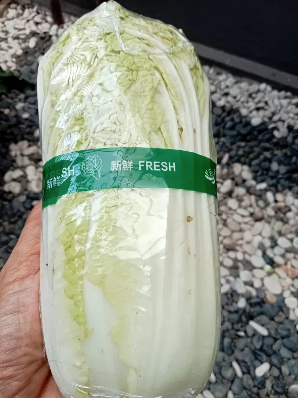 Sawi putih