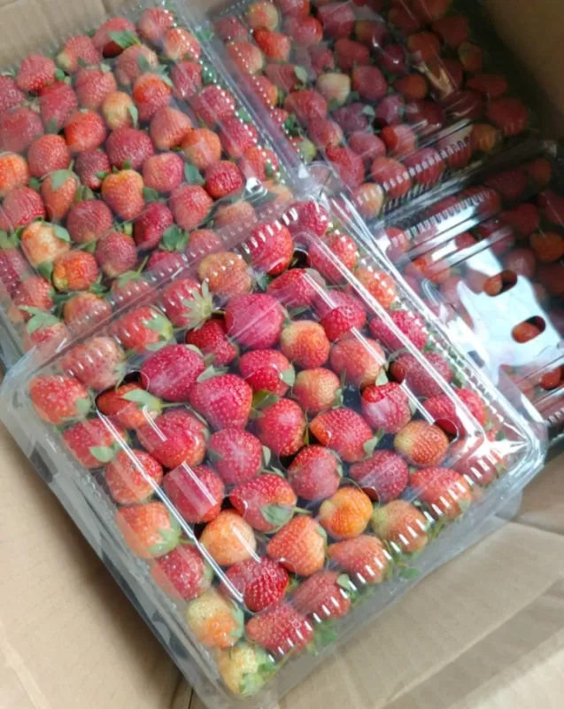 Strawberry segar