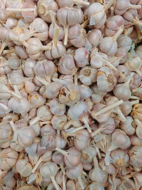 Bawang putih