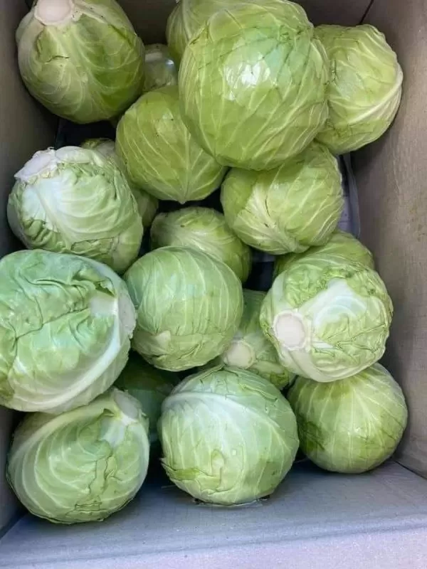 Kubis (10 kg × 4.500) 