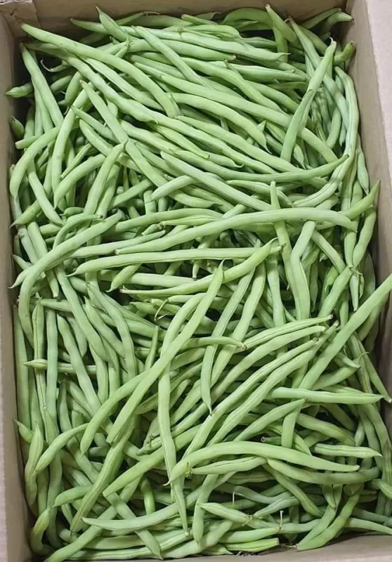 Buncis (10 kg × 10.000) 