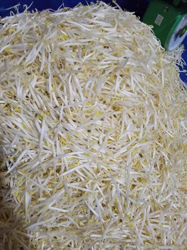 Cambah ( 10 kg × 6.000) 