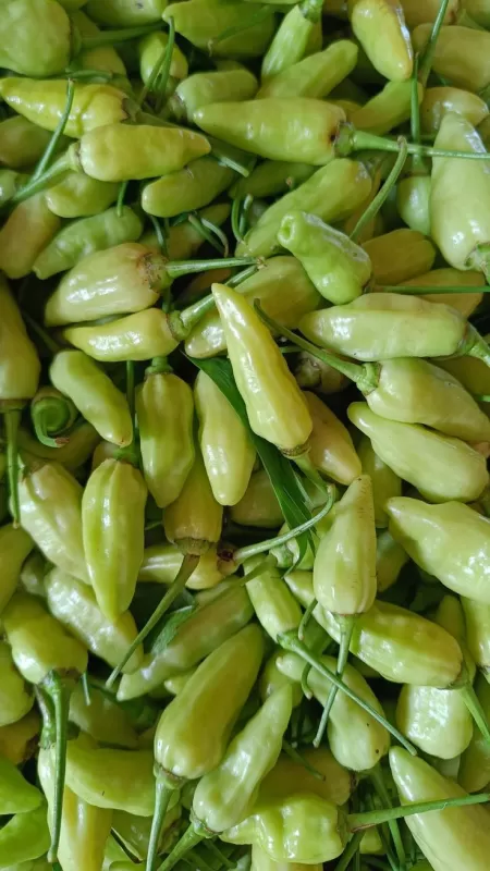 Cabai Rawit (10 kg × 15.000) 