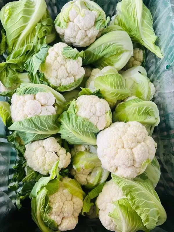 Bunga Kol (10 kg × 20.000) 