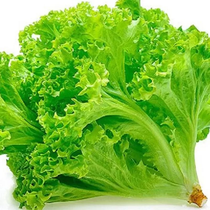 Daun Selada