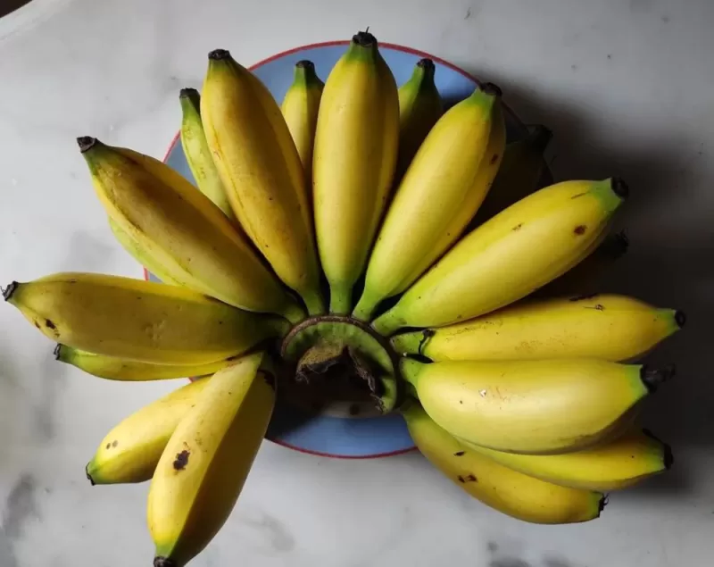 Pisang morlin