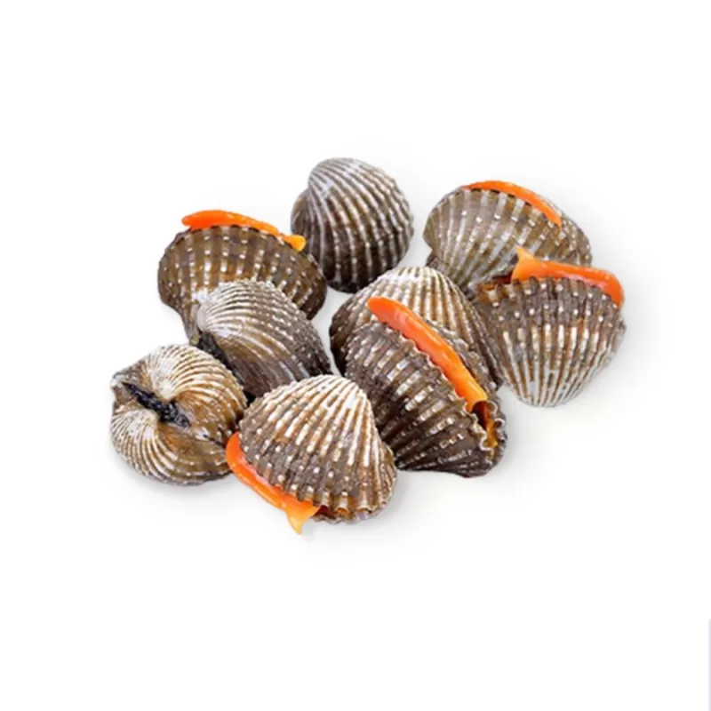 Kerang dara