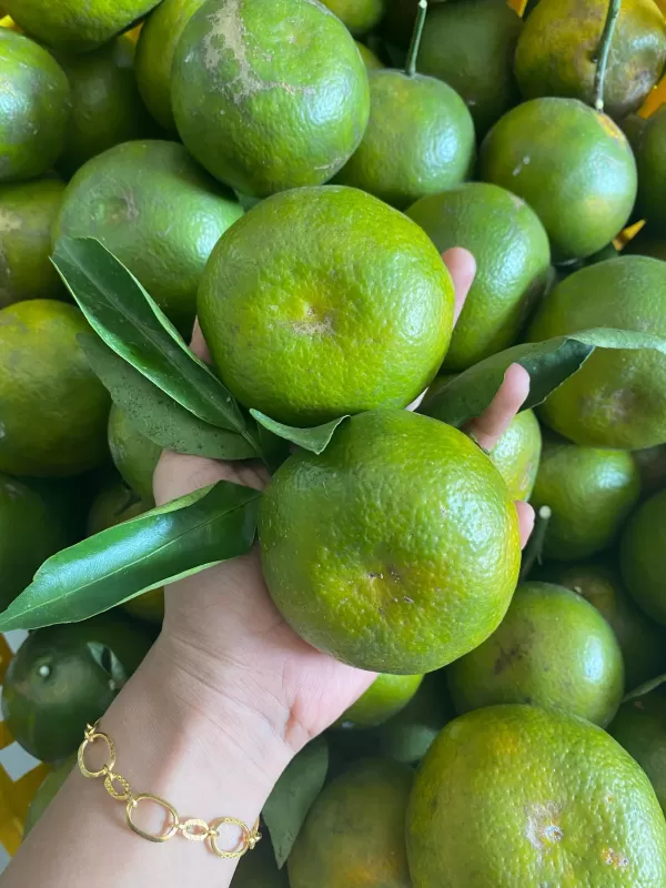 Buah Jeruk lokal