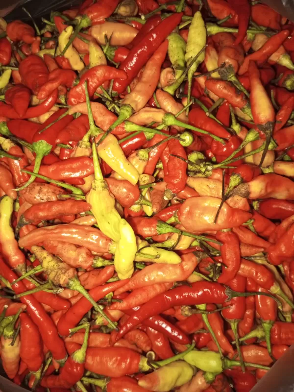 Cabe kecil