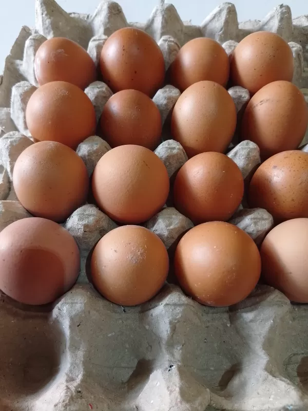 Telur