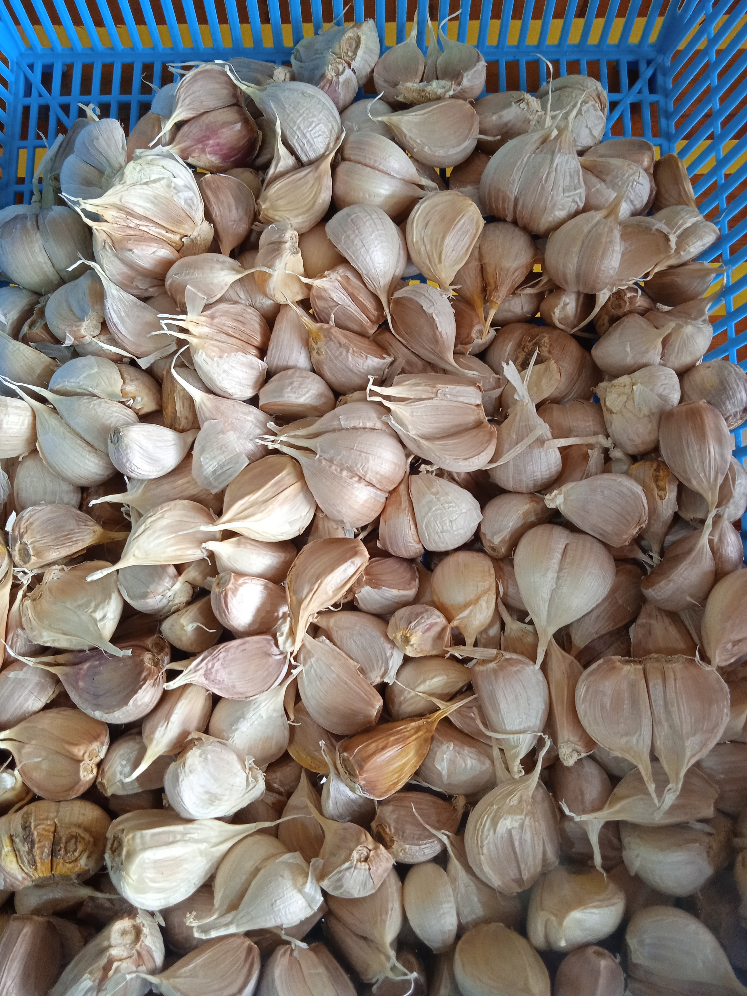 Bawang putih cutting 