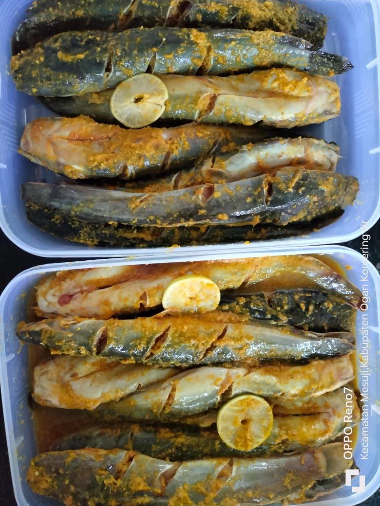Lele Marinasi 5 ekor