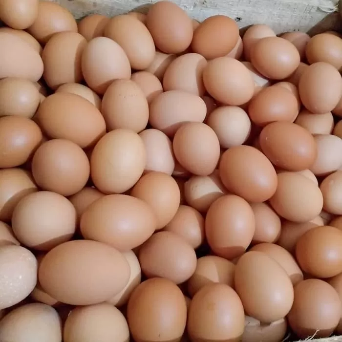 Telur Ayam Biasa